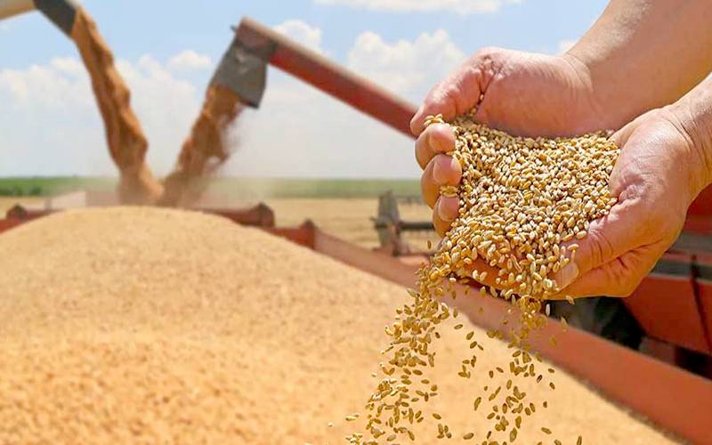  کسانوں کو گندم کے بدلے 70 فیصد قرض فوری دینے کی منظوری 