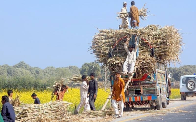کاشتکاروں نے شوگر ملز کا 400 روپے فی من نرخ مسترد کردیا