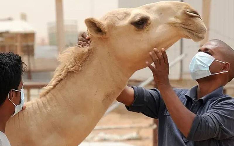 صادق آباد : خطرناک وائرس سے لاکھوں مالیت کے اونٹ آنکھوں کے سامنے مرنے لگے،10 جاں بحق