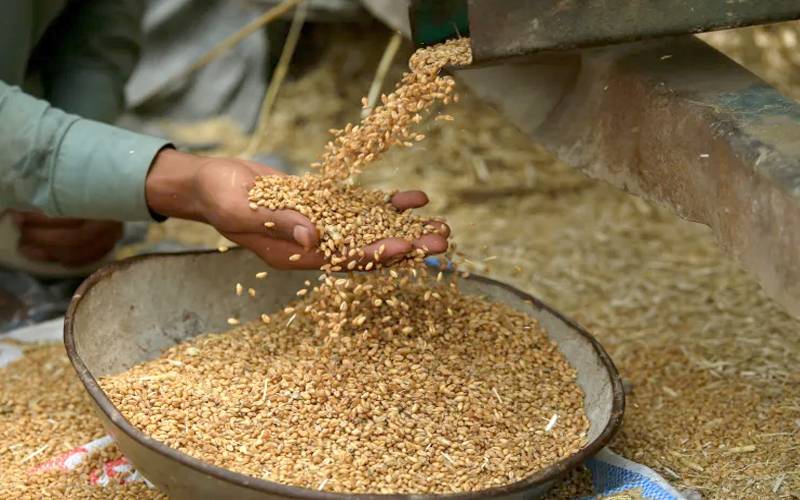 گندم کوٹہ کیس: سندھ ہائیکورٹ کا فیصلہ کالعدم، حکومت کی اپیل منظور