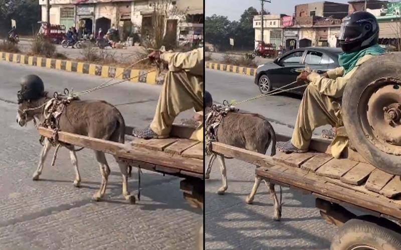 چالان سے بچنے کیلئے گدھے نے بھی ہیلمٹ پہن لیا، دلچسپ ویڈیو سامنے آگئی