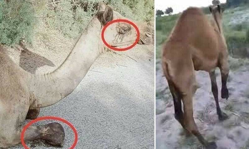 ایک اور با اثر زمیندار نے اونٹ کی ٹانگ کاٹ ڈالی