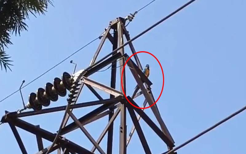 لاکھوں روپے مالیت کے طوطے کو بچاتے ہوئے مالک خود کرنٹ لگنے سے ہلاک ہوگیا