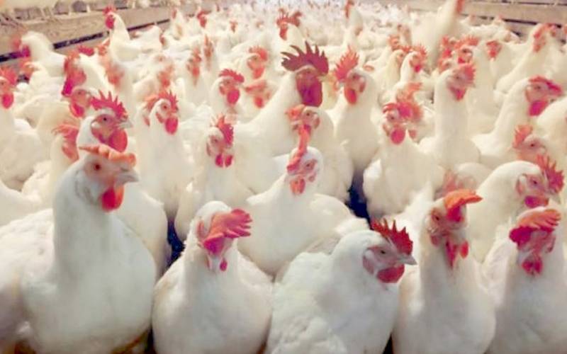 پولٹری ایسوسی ایشن پر قیمتیں بڑھانے کا الزام ثابت، ڈھائی کروڑ جرمانہ عائد
