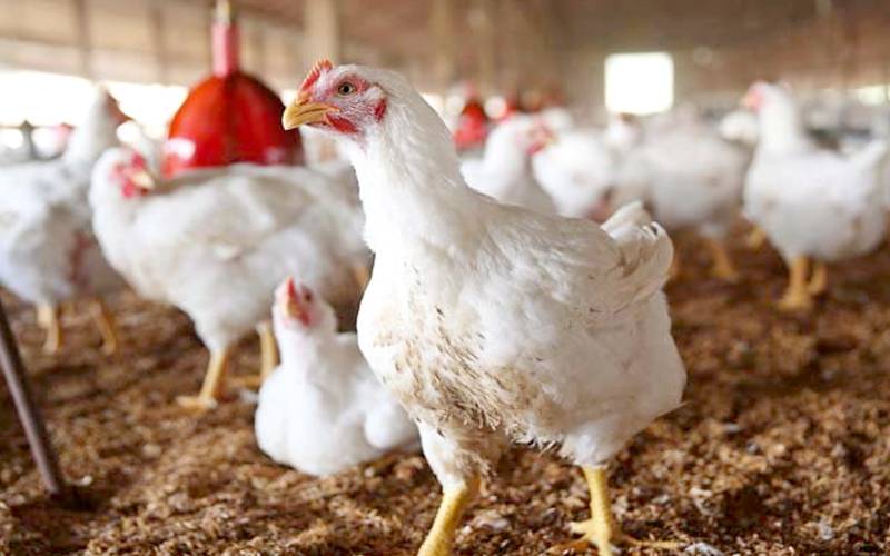 چکن مزیدمہنگا،قیمت ریکارڈسطح پر پہنچ گئی