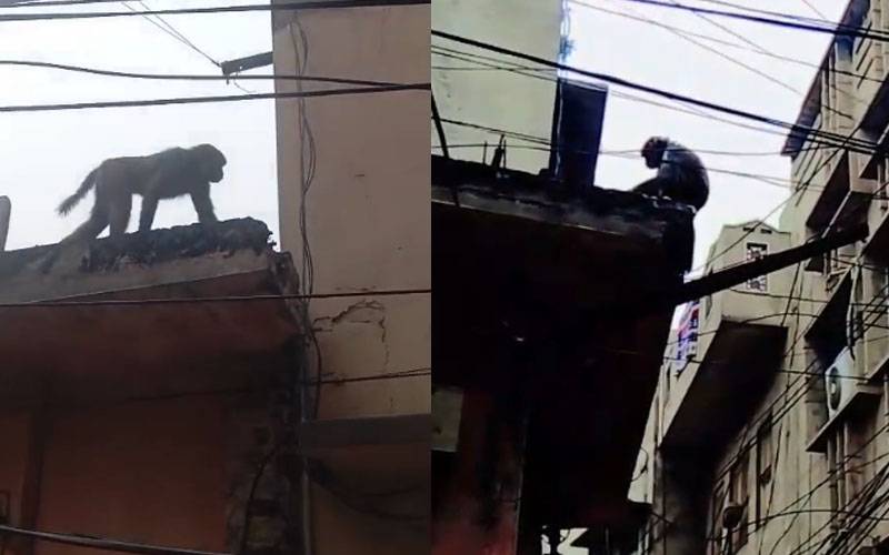 گجرات: اندرون شہر میں جنگلی بندر گھس آئے، علاقے میں خوف و ہراس