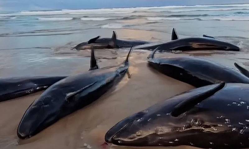 نیوزی لینڈ، ساحل پر پھنسی 6 وہیل مچھلیاں ہلاک