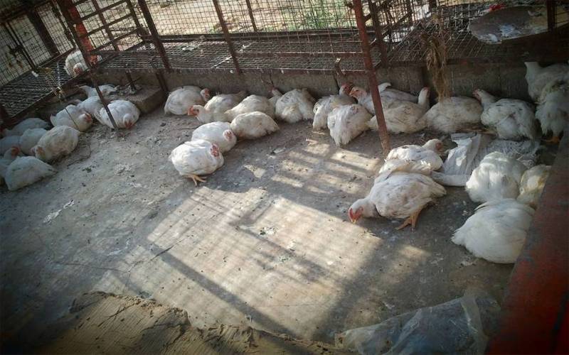 برڈ فلو  نے خطرے کی گھنٹی بجا دی، ہزاروں مرغیاں تلف کرنے کا فیصلہ