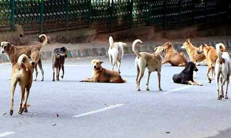 آوارہ کتوں کو مارنے کیخلاف درخواست کی سماعت، فریقین کو نوٹس جاری، جواب طلب 