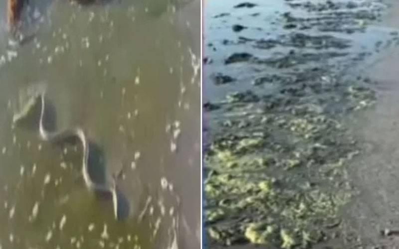  مکران کے ساحلوں پر پانی سبز، مچھلیاں مرنے لگیں، مردہ سانپوں کے ڈھیر لگ گئے