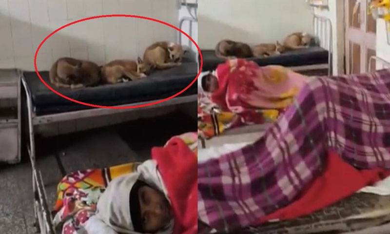 بھارت : ہسپتالوں کے وارڈز میں چوہوں کے بعد کتوں کے ڈیرے ، ویڈیو وائرل 