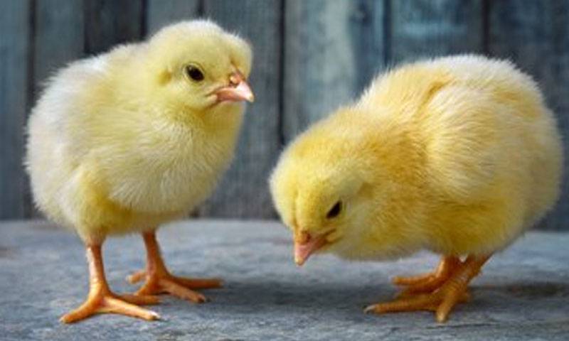 5 روپےکا چوزہ، 10 روپے ایکسائز ڈیوٹی، فارمرز انڈا بیچنے کو ترجیح دینے لگے 