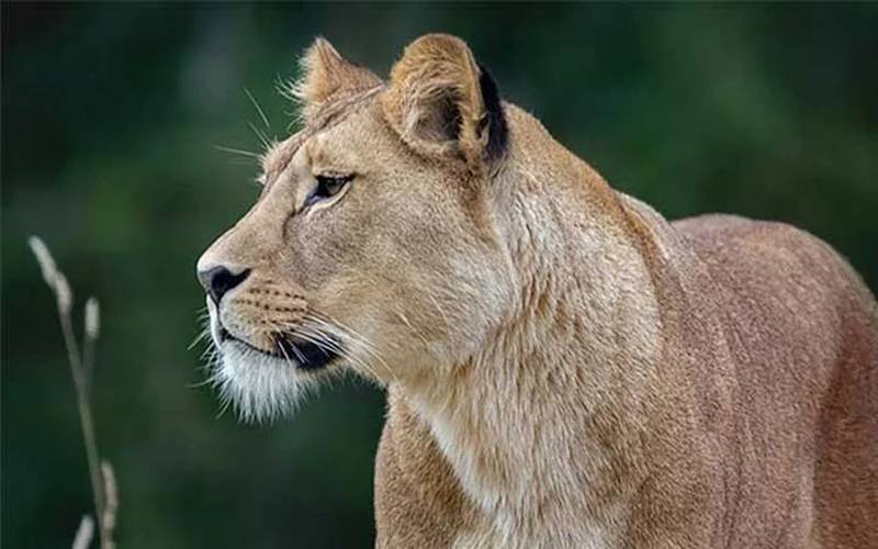  لاہور میں پالتو شیر کے حملے کا ایک اور افسوسناک واقعہ،بچے کا بازو چبا لیا 