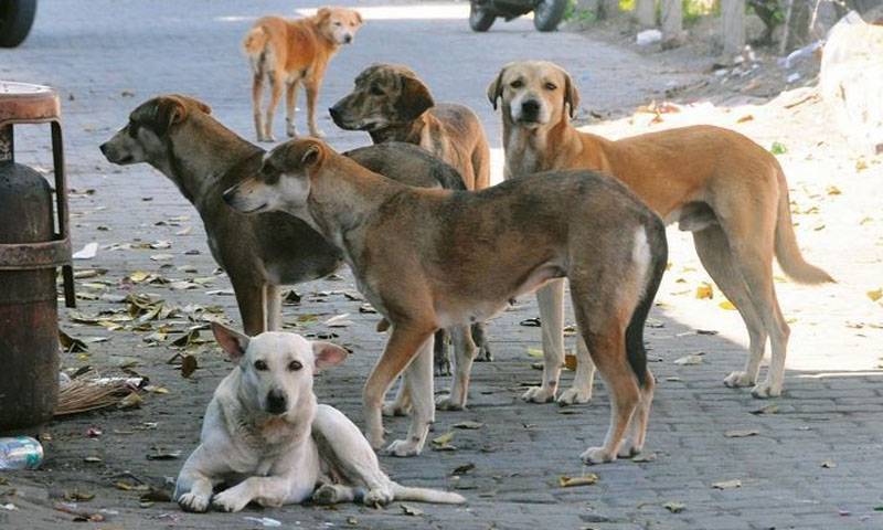 کراچی میں یکم جنوری سے اب تک کتوں کے کاٹنے کے 3 ہزار سے زائد کیسز رپورٹ