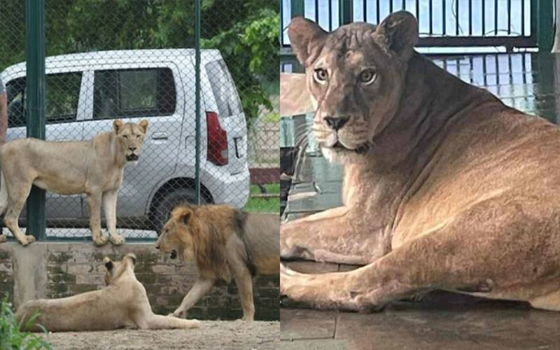 فیصل آباد: شیر کا وائلڈ لائف ٹیم پر حملہ، ایک اہلکار زخمی