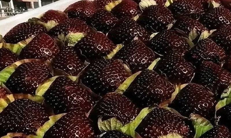 چین میں بلیک پرل اسٹرابیری کی دھوم ، پھلوں کی مارکیٹ میں ہلچل مچا دی 