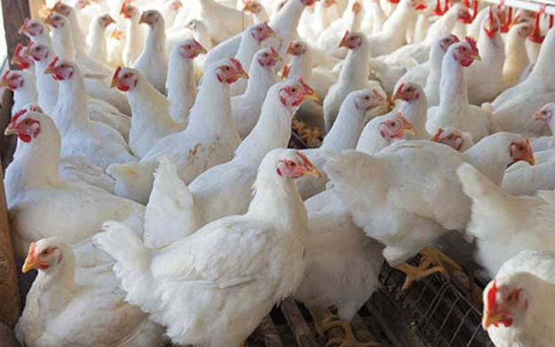 مرغی کے گوشت کو پر لگ گئے،قیمتیں آسمان کو چھونے لگیں