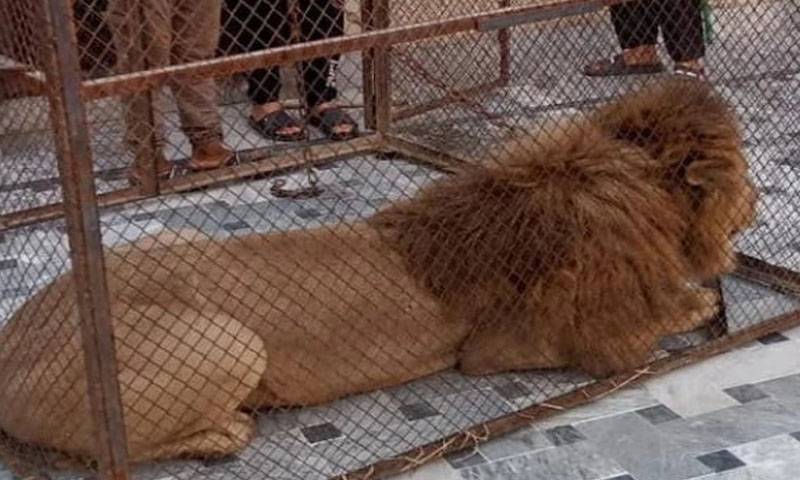کریک ڈاؤن جاری، گھروں سے 26 پالتو شیر برآمد
