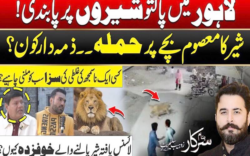  پالتوشیروں پرپابندی،لاہورمیں لائسنس یافتہ شیرپالنے والے خوفزدہ کیوں؟