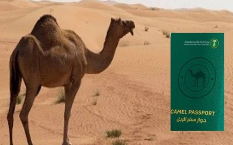 سعودیہ میں اونٹوں کو پاسپورٹ جاری ہونگے 