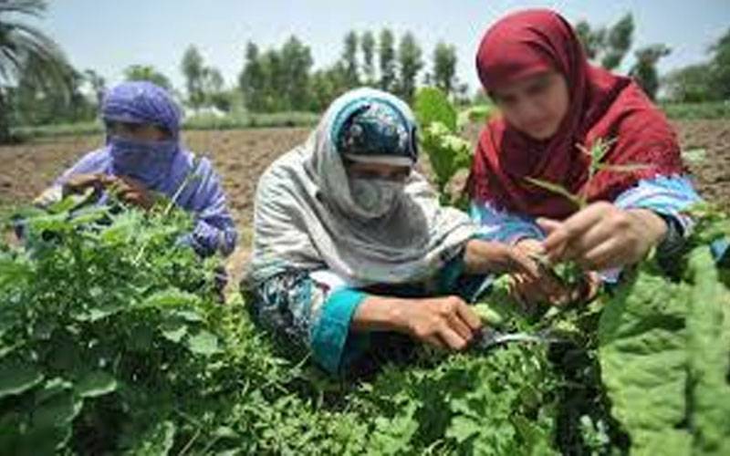  کھیتوں میں کام کرتی ہوئی خواتین پر آسمانی بجلی گر گئی