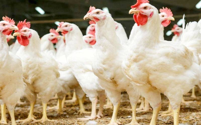 چکن کی ایک بار پھراونچی اڑان،فی کلوقیمت میں بڑاضافہ 