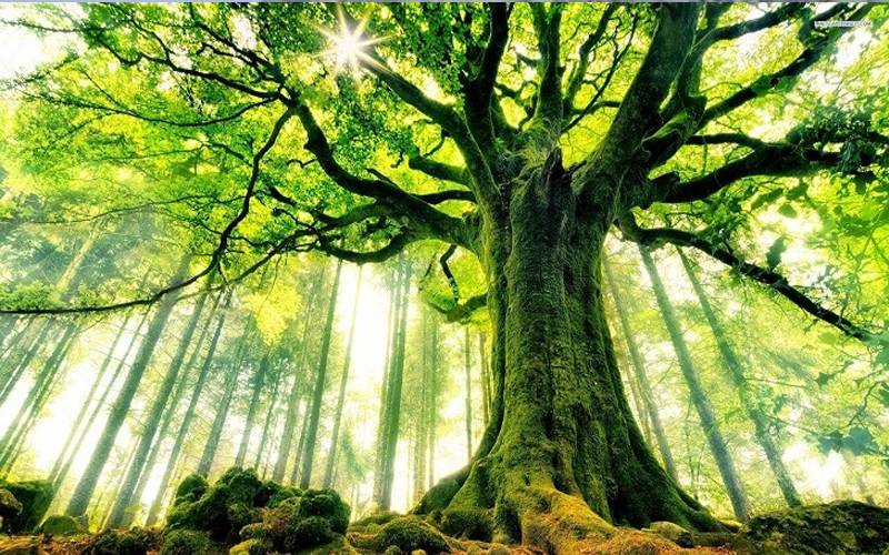 وہ درخت جس پر پھل نہیں بلکہ ’’پیسے‘‘ اُگتے ہیں؟