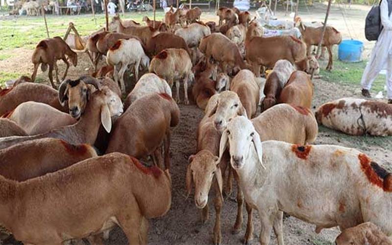 سیالکوٹ: ٹرین کی زد میں آ کر 50 سے زائد دنبے مارے گئے 