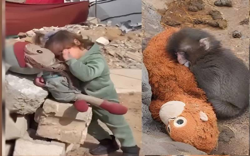 ماں سے جدا بندر پر آنسو، غزہ کے بچی پر خاموشی؟ دلخراش ویڈیو نے عالمی ضمیر کو جھنجھوڑ دیا