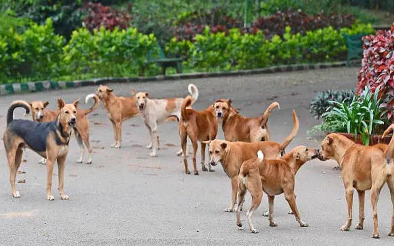  آوارہ کتوں نے ڈکیتی کی کوشش ناکام بنا دی