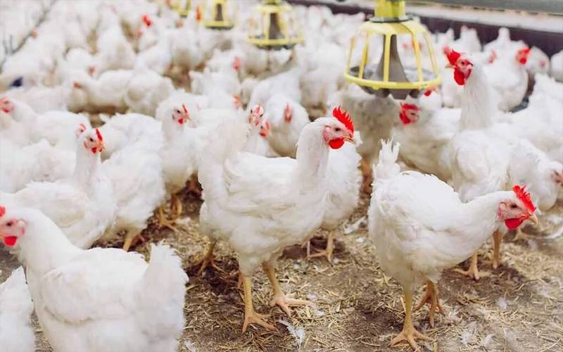  مہنگائی کا راج برقرار: برائلر گوشت کی قیمت آؤٹ آف کنٹرول 