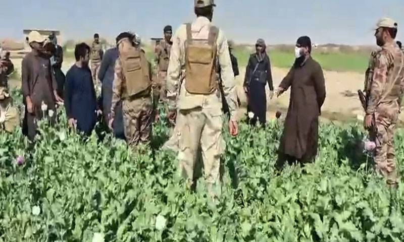 چاغی میں 200 ایکڑ پر کاشت کی گئی پوست کی فصل تلف کر دی گئی