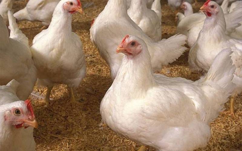 مہنگائی کا جن بے قابو،برائلر گوشت کی قیمتوں میں مزید اضافہ،عوام پریشان
