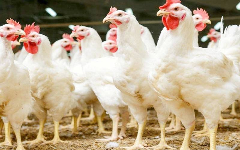 مرغی کی قیمتوں کوپر لگ گئے،فی کلو 45 روپے کابڑا اضافہ
