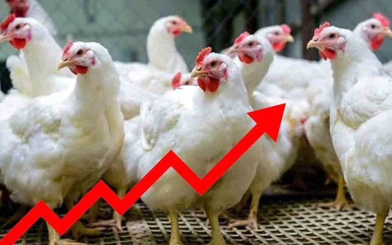 عوام کیلئے بری خبر! مرغی کے گوشت  کی قیمت میں  ہوشرباء اضافہ