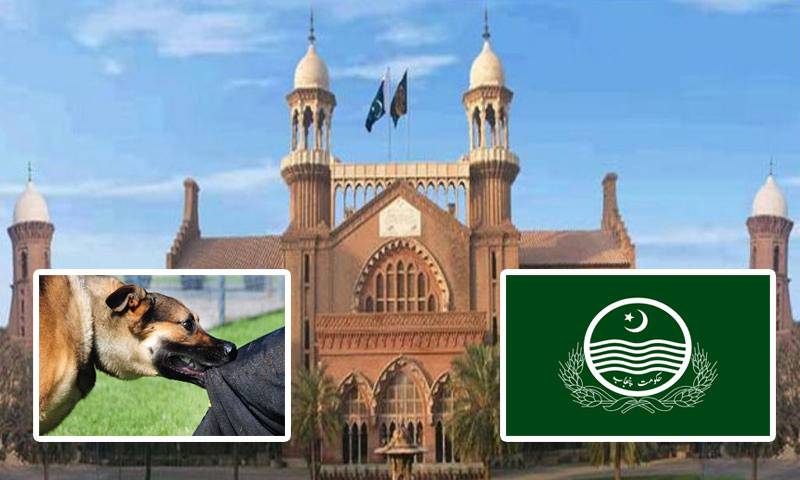 پنجاب حکومت کی آوارہ کتوں کے کاٹنے سے متعلق رپورٹ لاہور ہائیکورٹ میں جمع 