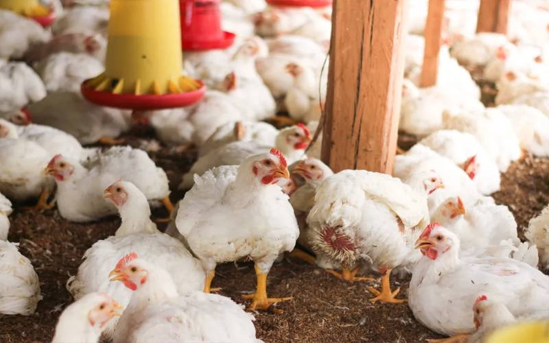 مرغی کی قیمت میں فی کلو35 روپے کا اضافہ