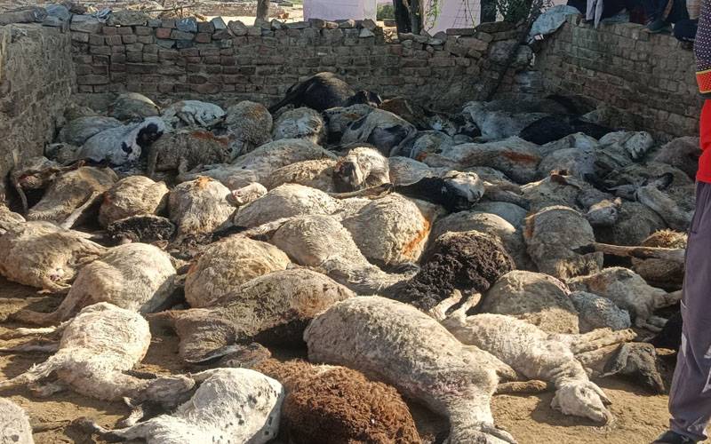 موسیٰ خیل: آسمانی بجلی کرنے سے 65 دنبے ہلاک 
