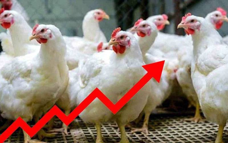 کوئٹہ میں مرغی مہنگی، قیمت 700 روپے فی کلو تک پہنچ گئی