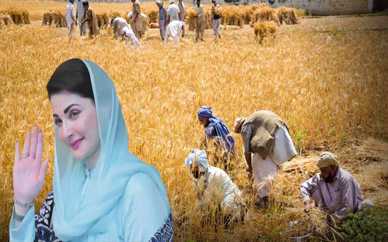 وزیراعلیٰ پنجاب کا گندم کے کاشتکاروں کو6 ارب روپے کا باردانہ مفت دینے کا اعلان