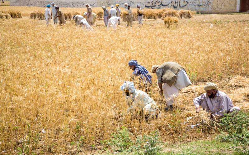 حکومت نےکسانوں کے لیے خصوصی سبسڈی پروگرام کا اعلان کردیا