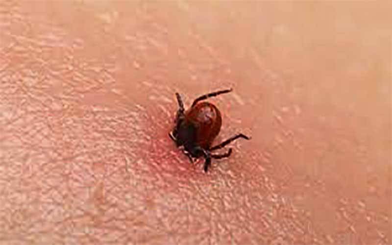 رواں سال سندھ میں کانگو وائرس کا پہلا کیس سامنے آ گیا