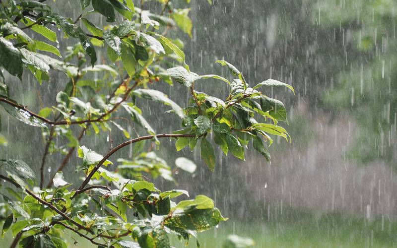 پودوں میں آواز سننے کی صلاحیت کا انکشاف 