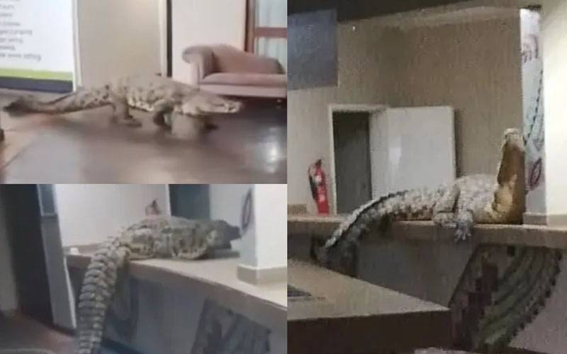 زمبابوے، ہوٹل میں مگرمچھ گھس آیا، ویڈیو وائرل 