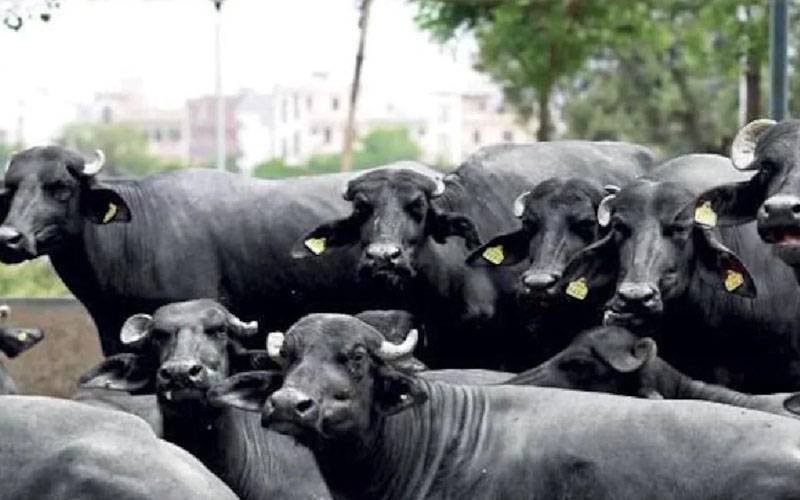 پنجاب : بیوائوں اور مطلقہ دیہی خواتین میں 15 ہزار جانوروں کی تقسیم کا فیصلہ 