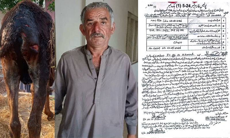 جیکب آباد میں بے زبان پر ظلم کی انتہا، انسانیت بھی کانپ اُٹھی