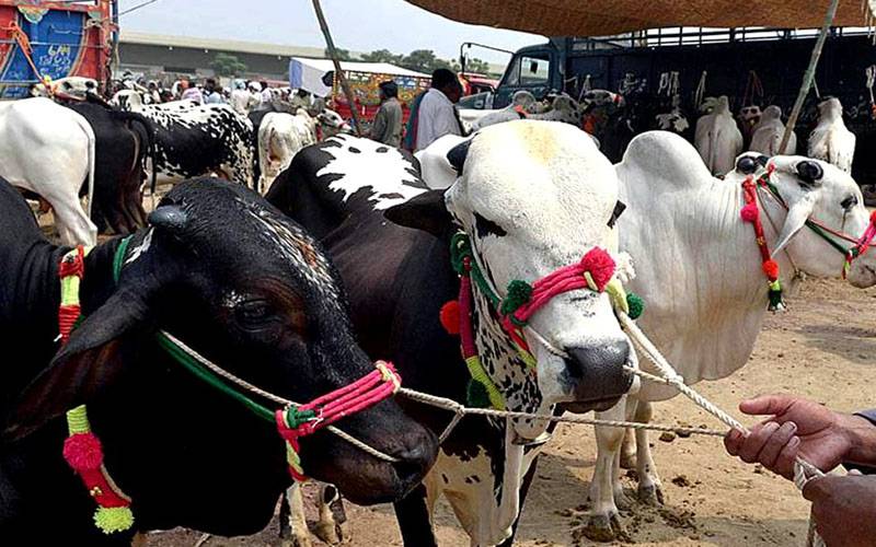 کراچی : 5 مقامات پر مویشی منڈیوں کی اجازت