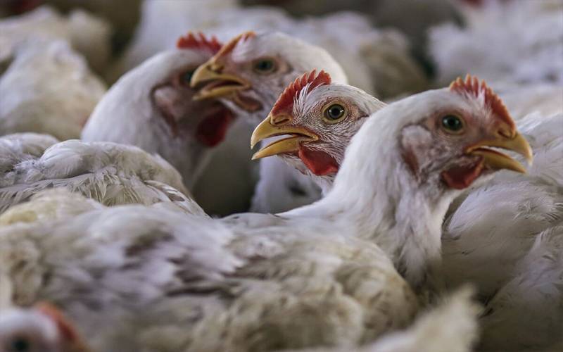  برڈ فلو: چکن اور انڈوں کی فروخت اچانک بند، 44 ہزار پرندے تلف
