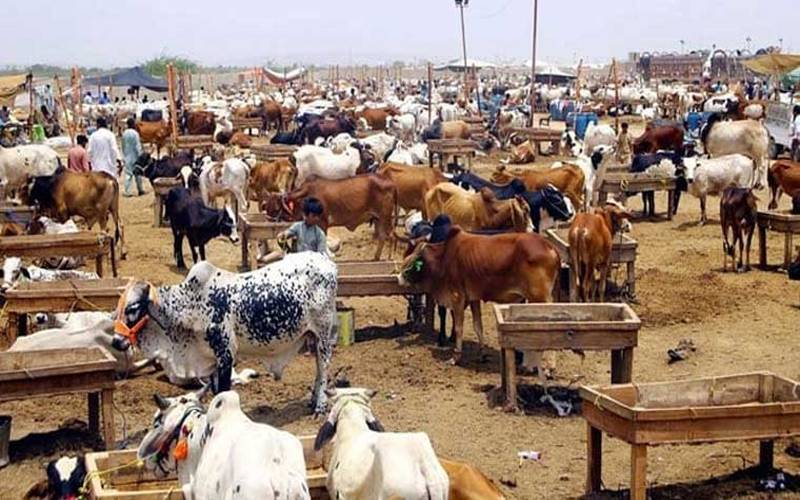  لاہور میں مویشی منڈیاں  13 مئی سے فعال، 5 عارضی سیل پوائنٹس قائم 