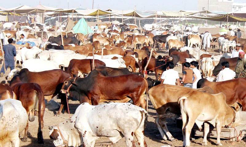 مویشی منڈی میں اب تک کتنے جانور آ چکے ہیں؟